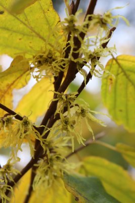 Hamamelis virginiana - vilín viržinský - květy